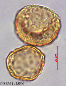 ISEM 1/Plantago_australis_29130/Plantago_australis_29130_0001(copy)_thumb.jpg